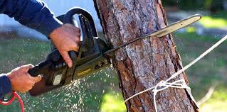 Best Tree Mulching  in Longboat Key, FL