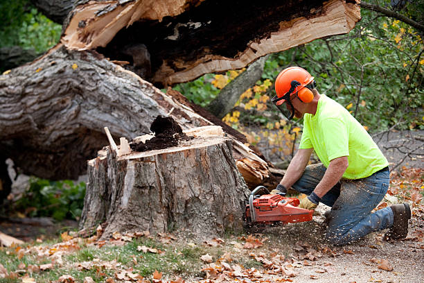 Best Lawn Grading and Leveling  in Longboat Key, FL