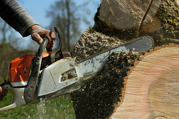 How Our Tree Care Process Works  in  Longboat Key, FL