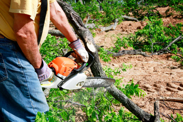 Longboat Key, FL Tree Removal Company
